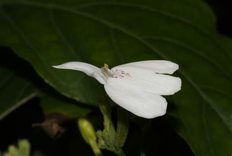 白鶴花 信士意思